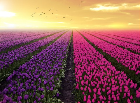 purple_pink_flower_beds-fb